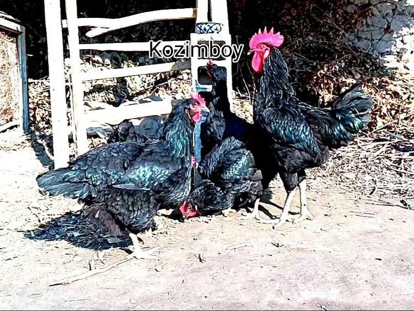 Кора шахзода гигант