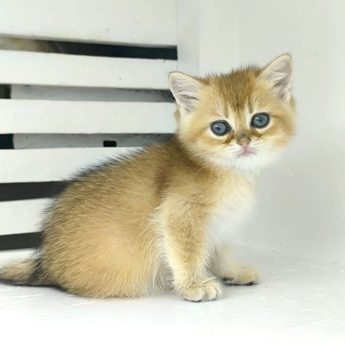 Котик британский золотая шиншилла