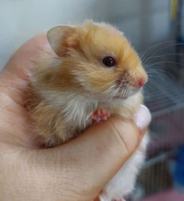 Сирийские хомяки