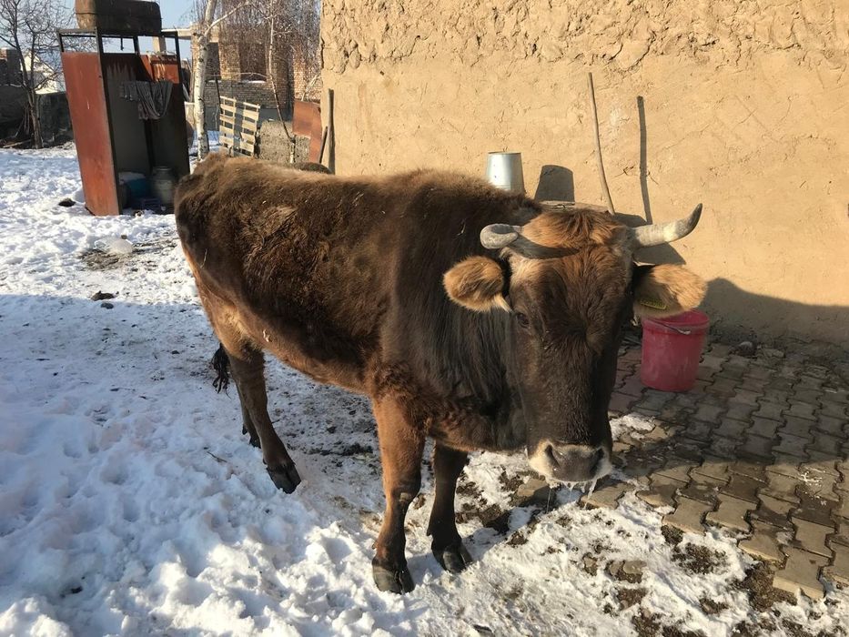 Семіз сиыр 800000