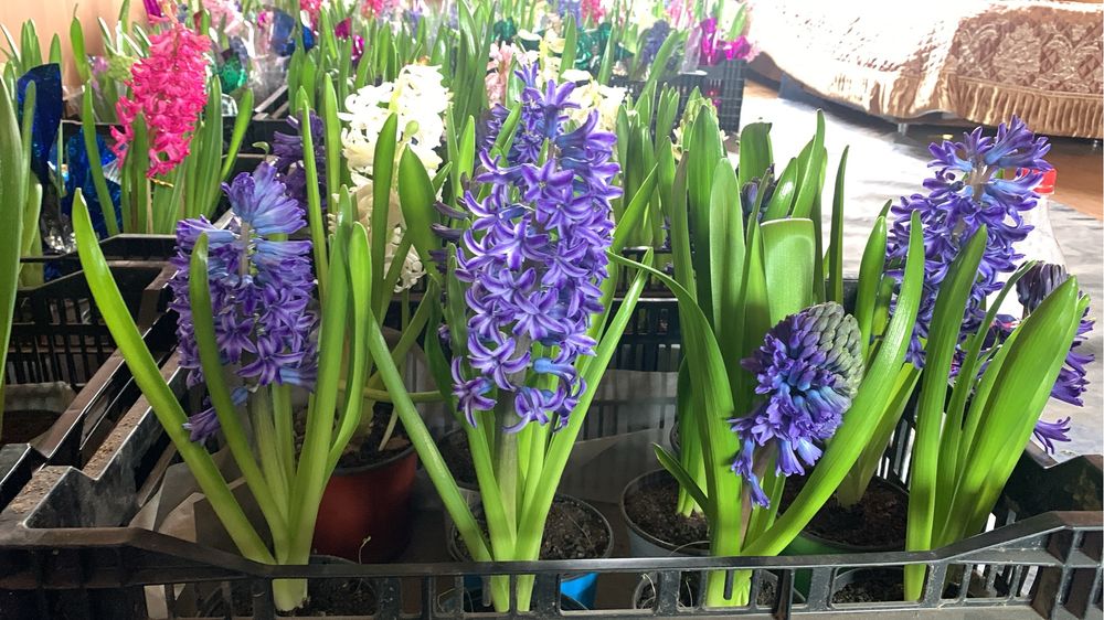 Предзоказ Геоцинт