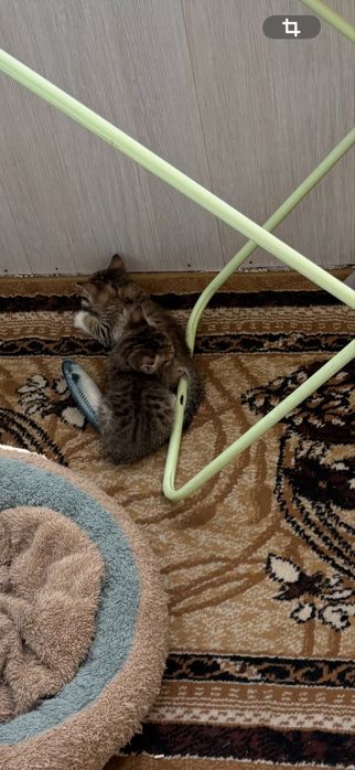 Два ласковых котенка