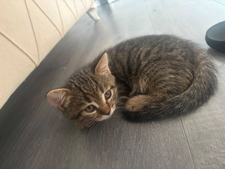 pisoi pentru adoptie