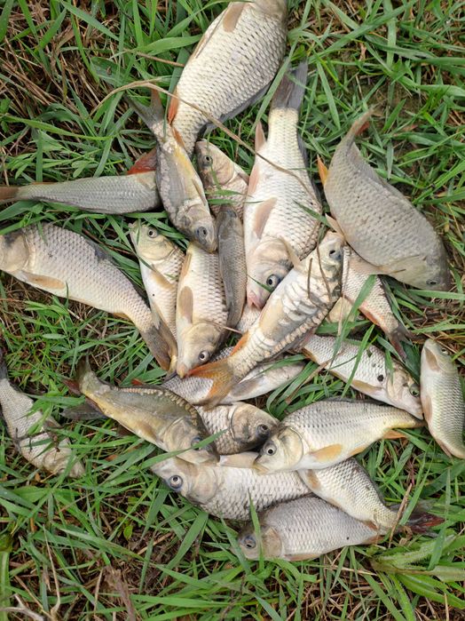 Vând puet de crap pentru populare balți