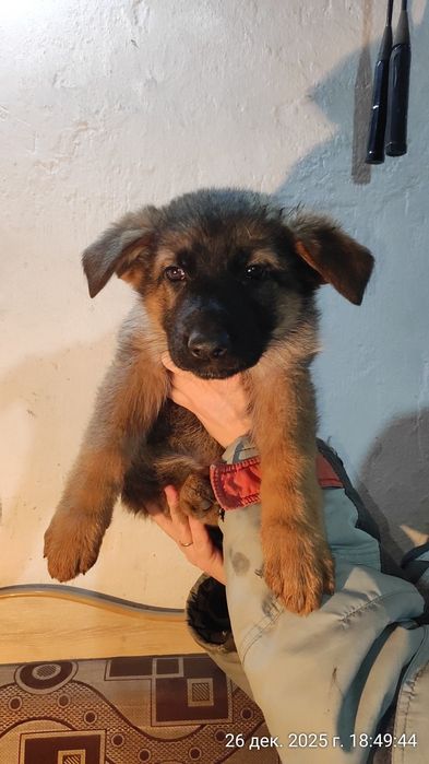 Щенки немецкой овчарки