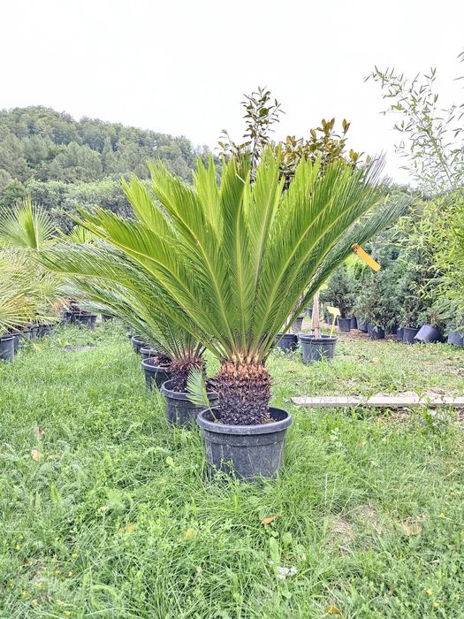 Cycas palmieri, plante exotice