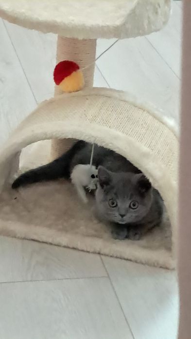 British Shorthair rasa pura