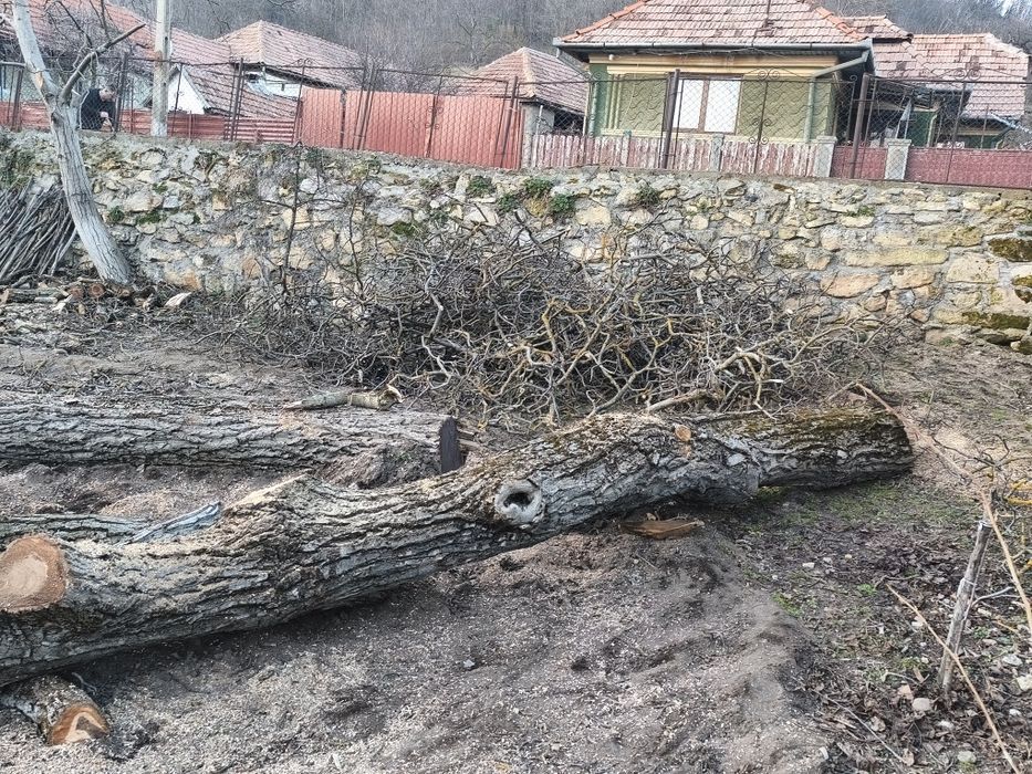 Vând trunchi nuc... aștept oferte