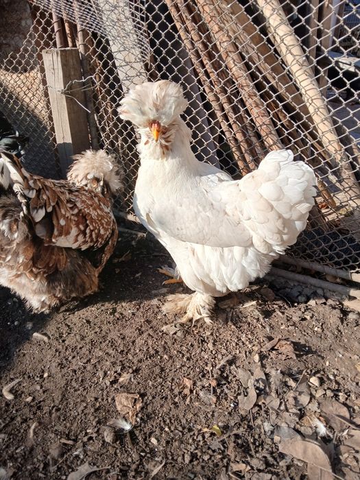 Vand ouă  de incubat