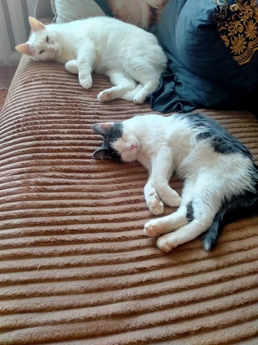 Котик в поисках дома!