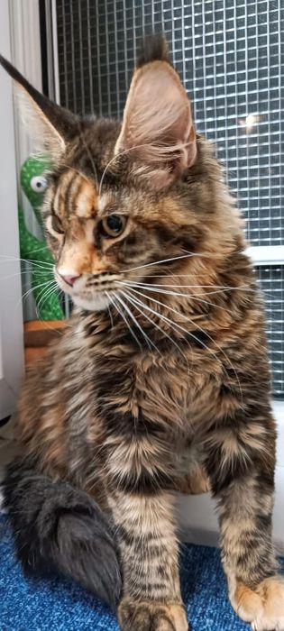 Кошка Мейн Кун продажа