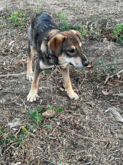 Подарявам кучета спешно в чудесно здраве с ваксини