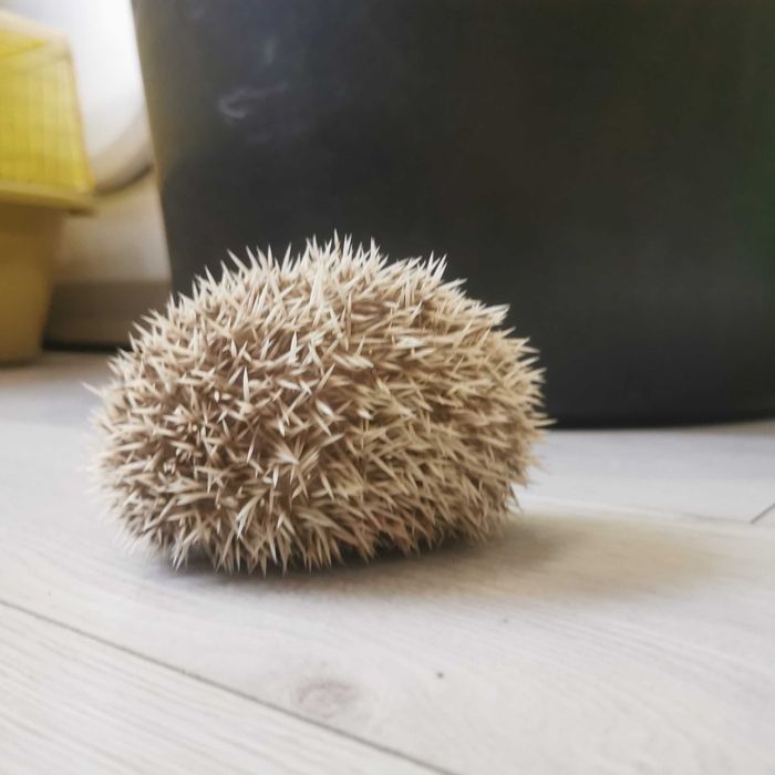 Малки таралежчета