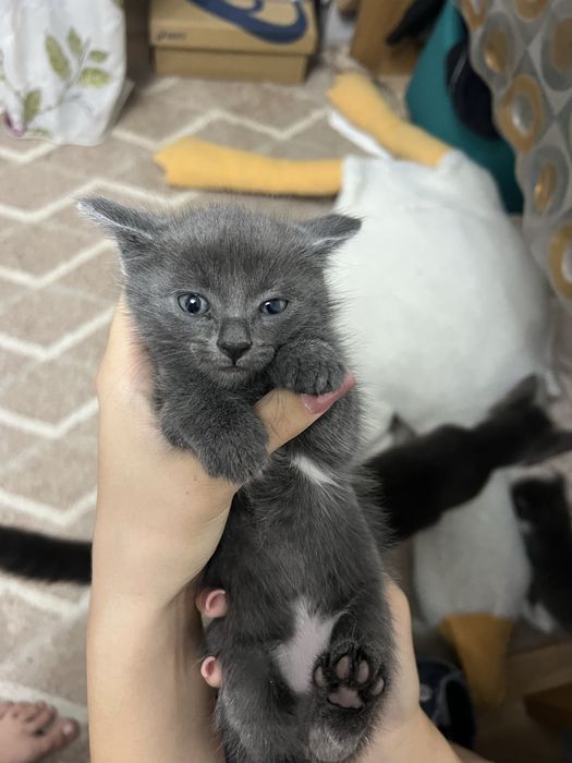 Котята в добрые руки