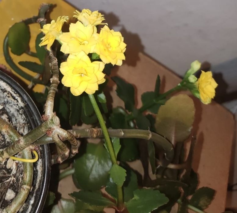 Каланхоэ цветущий