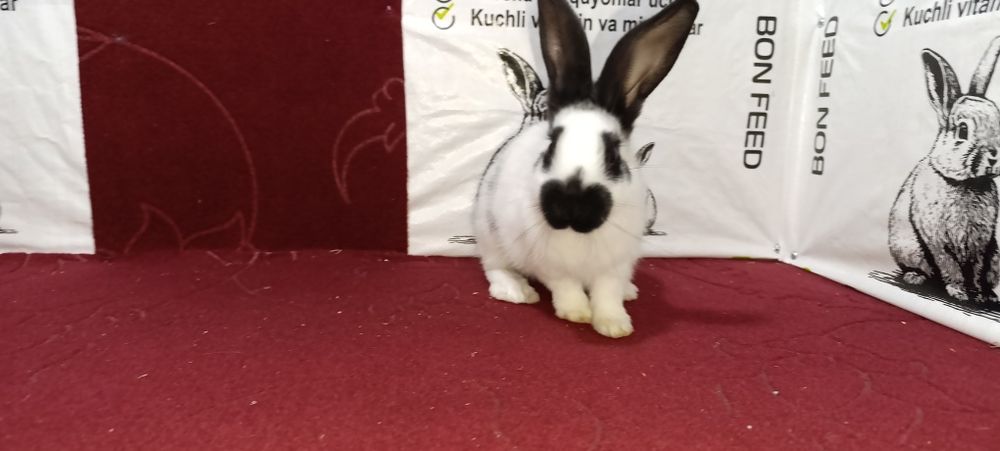 Sifatli va toza zotli quyonlar arzon narxlarda sotuvda!