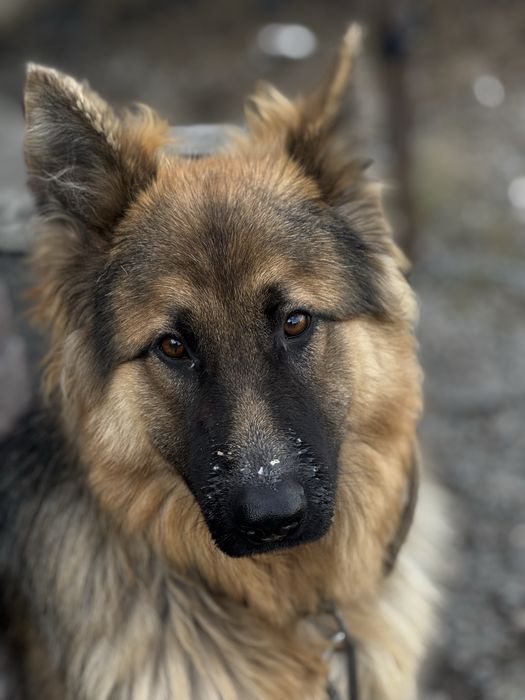 Немецки овчарка длиношорстный