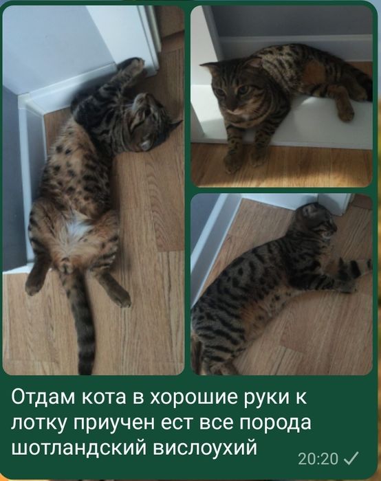 Отдам кота в хорошие руки