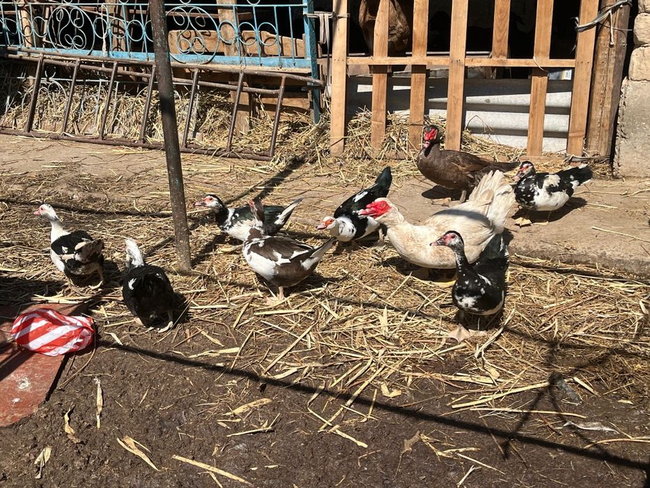 Срочно сатилады индаутка