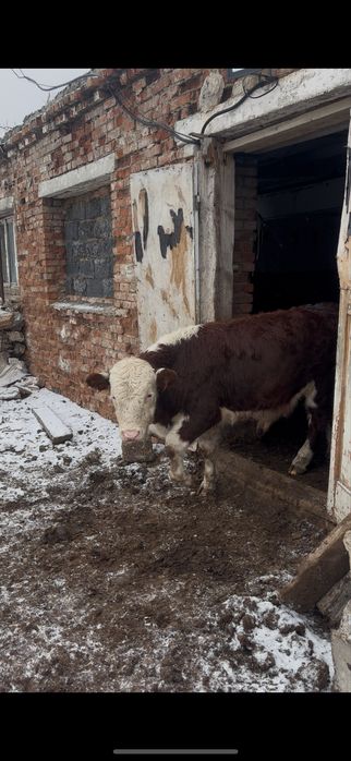 Еркек патсостар сатылады