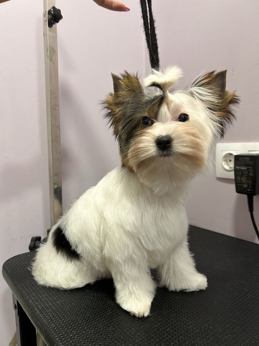 Бивър териер /Biewer terrier