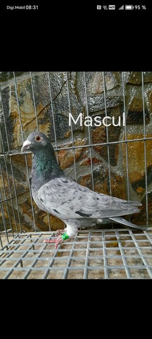 Porumbei voiajori culori rare