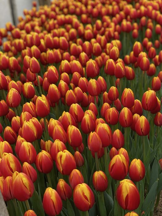 Тюльпаны оптом и в розницу