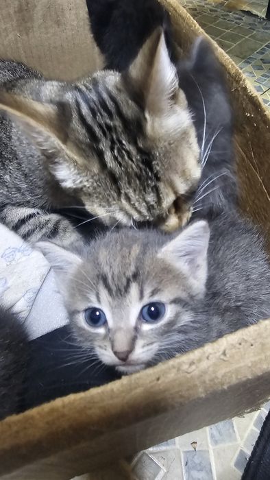 котята крысыловы