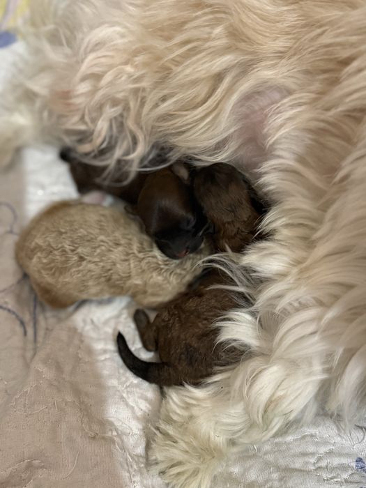 Продам мальтипу , два мальчика и девочка