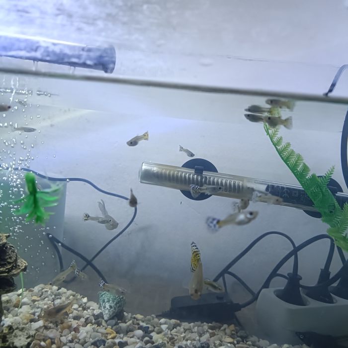 Vând acvariu din plastic