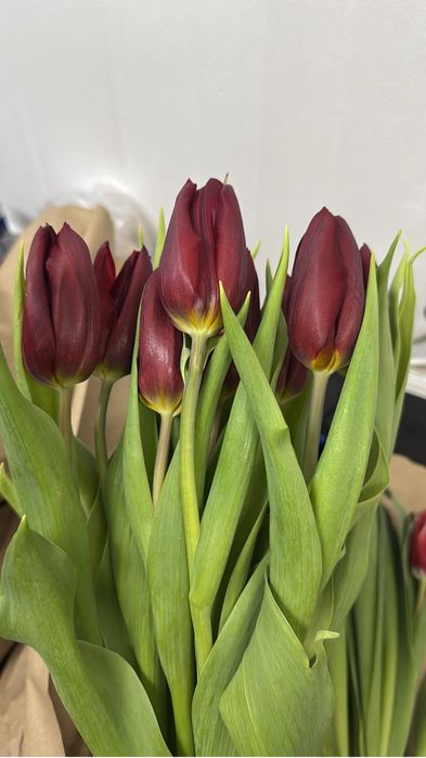 Тюльпаны 380тг от 100шт