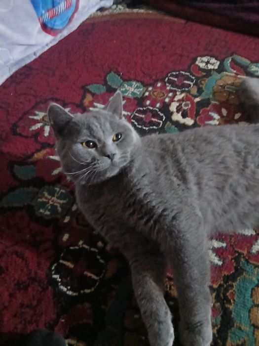 Mushuk sotiladi zoti: rusia zelyone