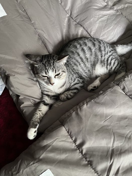 Ласковый котик ищет дом