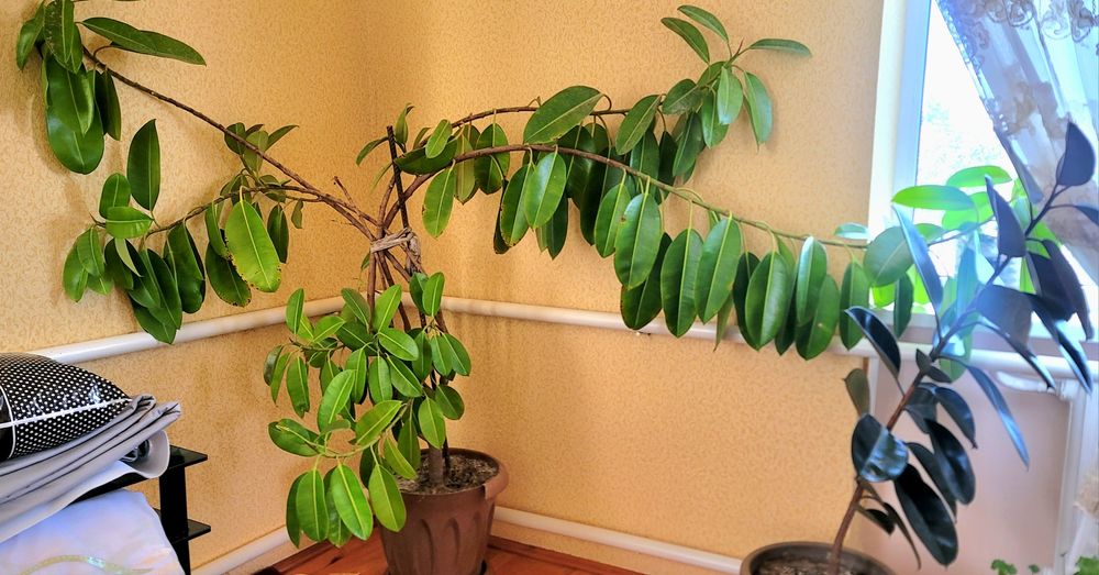 Katta chiroyli gullar ofis, mehmonxona, maktab va tashkilotlar uchun