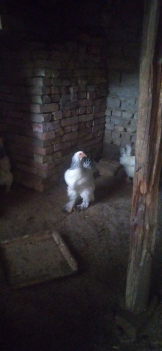 Молотки куры Брамма