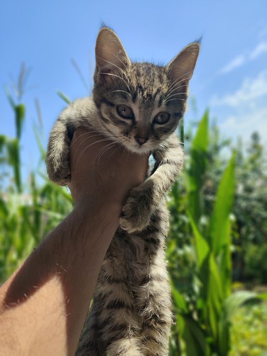 Mushuk bolalari hadya qilinadi, sharti boqaman degan insonlar olsin
