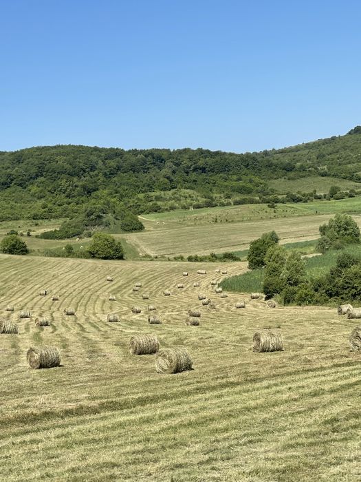 Vand fan din anul acesta