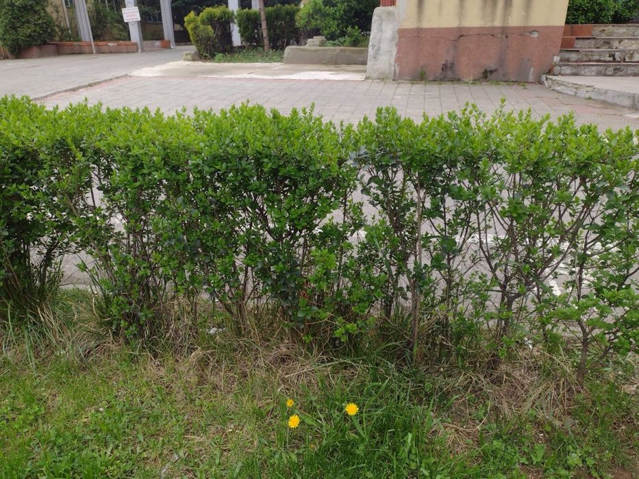 Vand Gard Viu/Lemn cainesc.