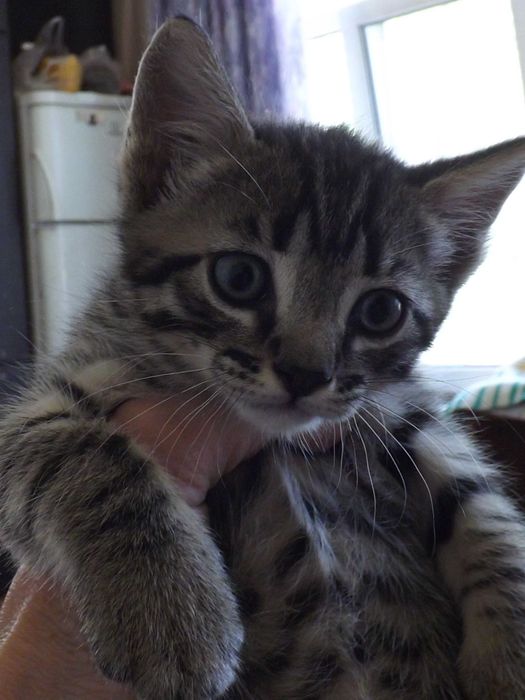 Бенгальские котята.