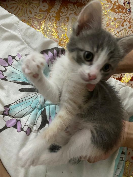 Котёнок девочка.