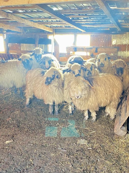 Oi de vânzare(10 buc.)