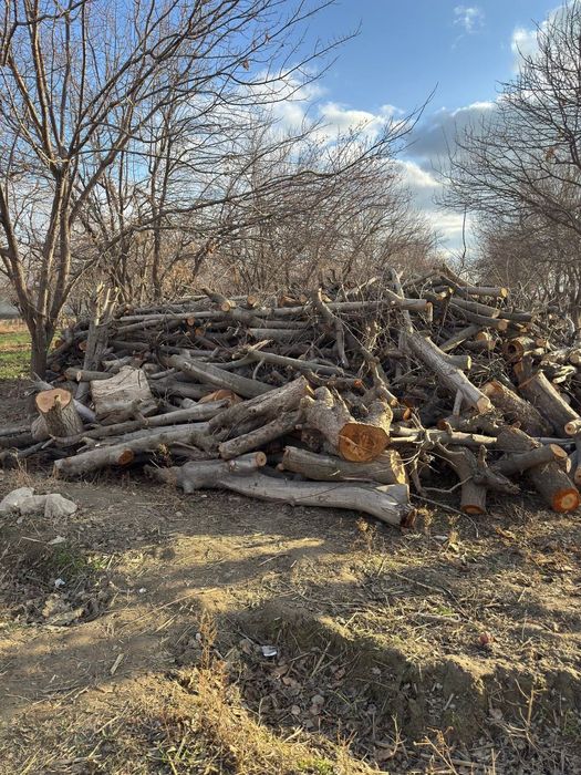 Утин сотилади.!!Дарахт кунда ва шоклар сотилади.