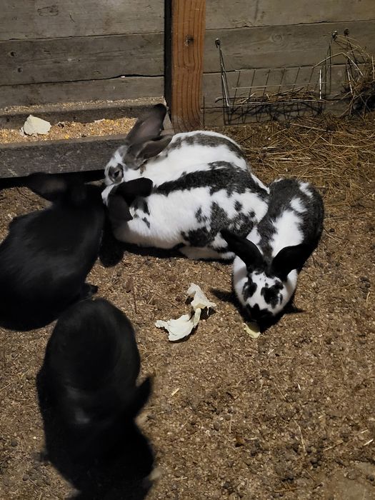 Iepuri fluture german