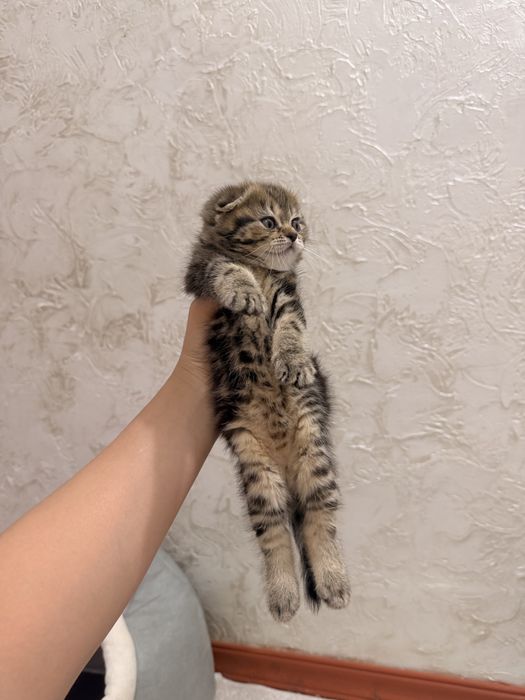 Шотладские котята