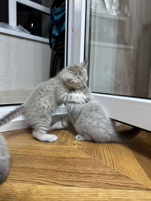 Вислоухий котенок скоттиш фолд