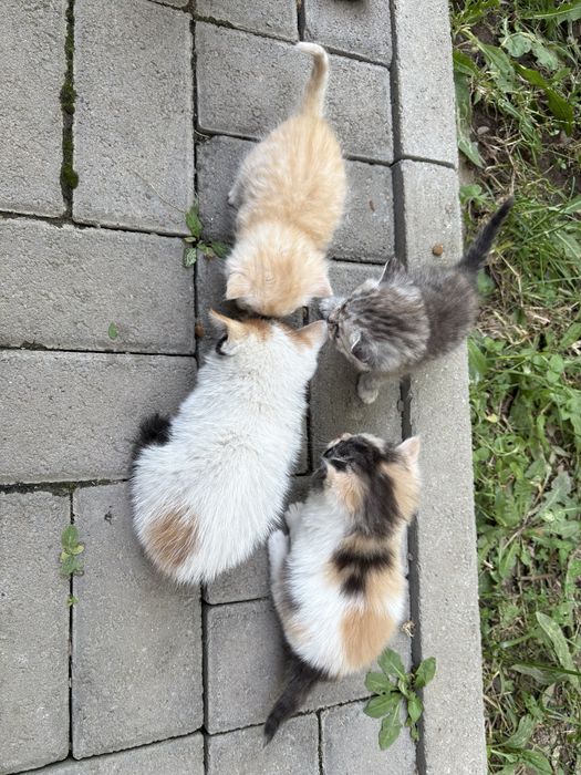 Отдам котят в добрые руки!