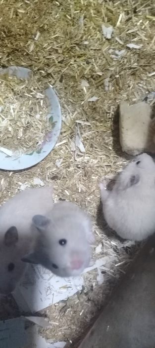 Продаются хомячки