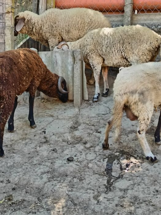 Vand 3 oi și un berbec