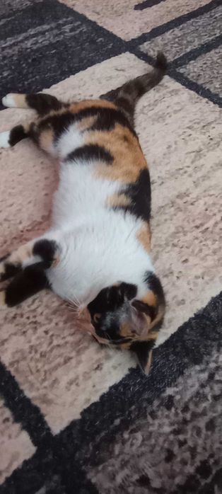Котенца на една годинка търсят дом.