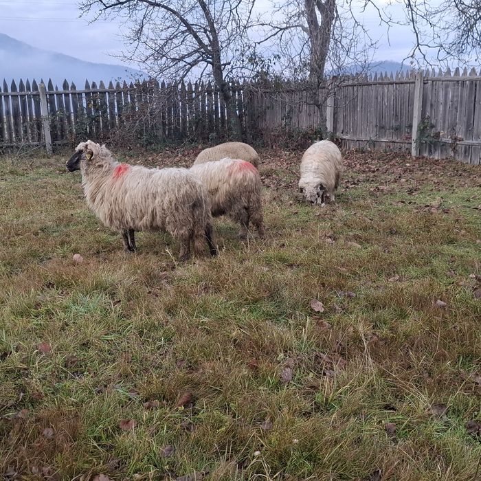 Vand patru oi tinere